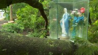 Árvore cai após temporal e imagem de Nossa Senhora fica ilesa entre os galhos