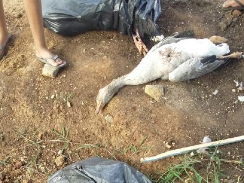 Aves tiveram o coração arrancado %u2013 Foto: TV Band