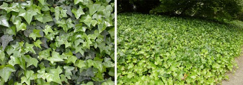  A Hera (Hedera helix) é uma planta trepadeira do género Hedera, família Araliaceae.