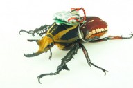 Besouros híbridos: 'inseto-computador' controlado remotamente através de seu sistema nervoso