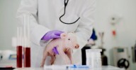 7 experimentos reais que criaram híbridos de humanos e animais