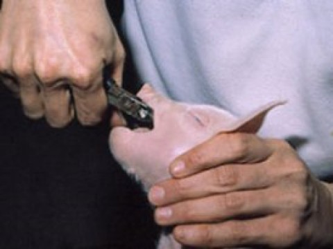 Corte dos dentes dos porquinhos. 