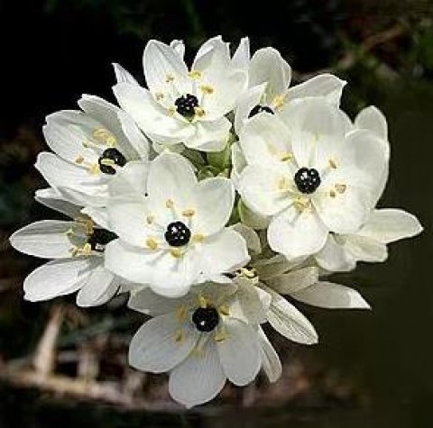 Flor Estrela-de-Belém.