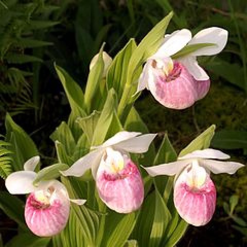 Ladys Slipper (Cypripedium spp.); Sapatos da Senhora.