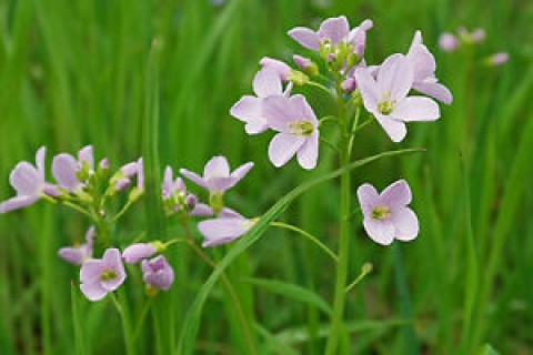 Bata da Senhora (Cardamine pratensis, agrião-dos-prados).