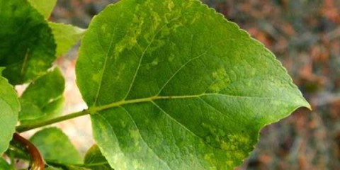 Bálsamo-de-Gilead (Populus candicans).