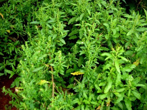 Erva de Santa Maria ou Mastruz.