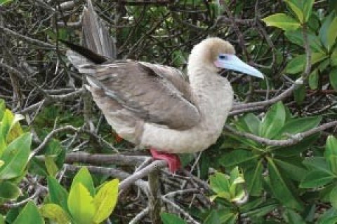 Como molas-mestras da evolução são mencionadas hoje: mutações, seleções, isolamento, longas eras, acaso, necessidade e morte. Todos esses fatores existem porém nenhum deles é fonte de novas informações criadoras.