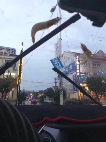 Camarões caíram do céu!