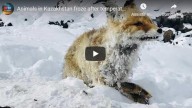 Frio mortal  Animais morrem congelados depois que temperaturas caíram para -51ºC no Cazaquistão