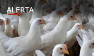 Pestes - OMS emite alerta máximo devido a propagação da gripe aviária
