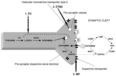 VisÃ£o esquemÃ¡tica de como o gene VMAT2 em cÃ©lulas humanas.