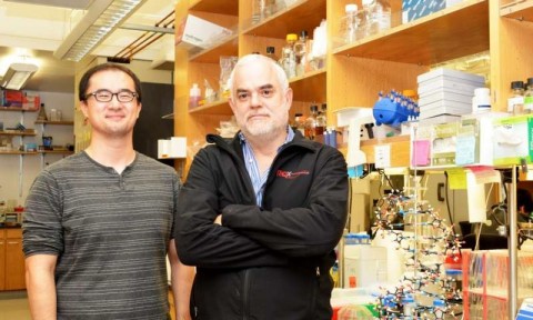 O professor Floyd Romesberg (à direita) e o estudante de graduação Yorke Zhang lideraram o novo estudo no The Scripps Research Institute.