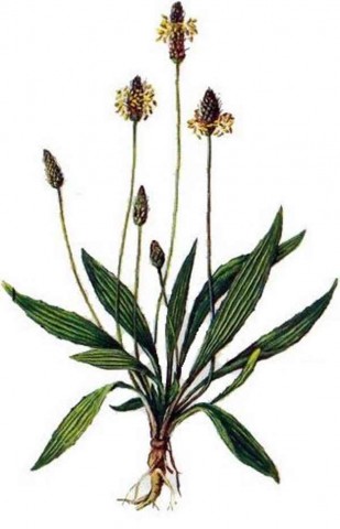 Plantago ovata